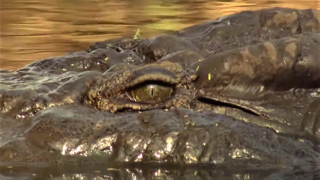 Top 5 Killer Crocodile Moments | BBC Earth