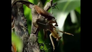 Самка богомола съедает голову самца