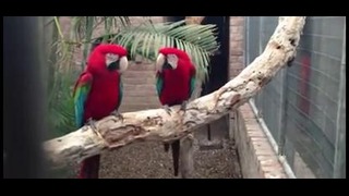 Хип – хоп попугаи