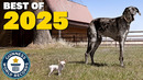 BEST OF 2025 – Guinness World Records
