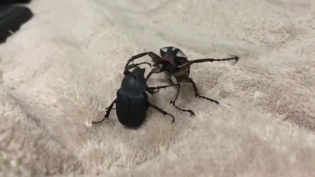 Зрелищный поединок двух жуков сняли на видео