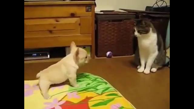 Тренировка нападения щенка на кота