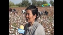 Амударё туманида давлатга пахта сотиш режаси бажарилди
