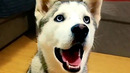 30 Min of Silly Pet Bloopers | Funny Pet Video