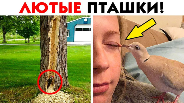 55 лютых птиц, с которыми лучше не связываться