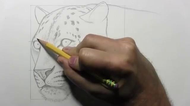 How to Draw a Leopard (Narrated, Step by Step)