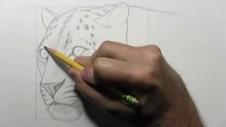 How to Draw a Leopard (Narrated, Step by Step)