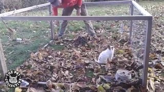 Забавные кролики