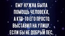 Доберман принес с улицы умирающего котенка
