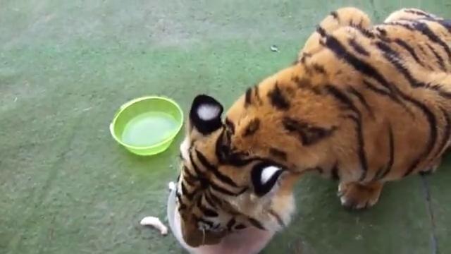 Тигру накормили