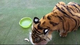 Тигру накормили