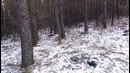 Я и мой хвост. команда след