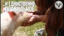 Мясоеды vs. Вегетарианцы «Обращение с едой»