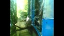 Африканский сом! жуда сезгир Буюртма оламиз малекларга +998935537421