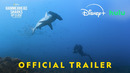 Hammerhead Sharks Up Close with Bertie Gregory | Official Trailer | National Geographic