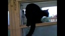 Лающий кот