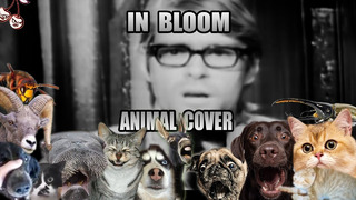 Nirvana – In Bloom (Animal Cover)