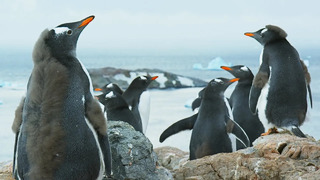 Antarctica: Official Trailer | BBC Earth
