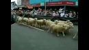 Тем временем в Новой Зеландии