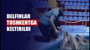 Toshkentda birinchi marta "delfin shou"