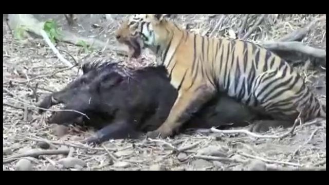 Тигр vs кабан