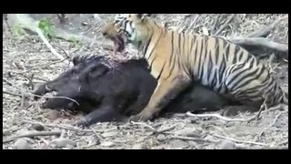 Тигр vs кабан