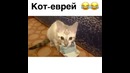 Кот еврей