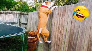 Mission Impossible Dog Version || Funny Animal Videos 2023