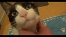 Кот встречает хозяина