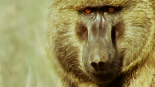 Fatal Encounter with Baboon and Gazelle | Bad Natured | BBC Earth
