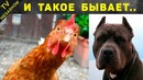 13 случаев, когда животные спасли жизнь человеку