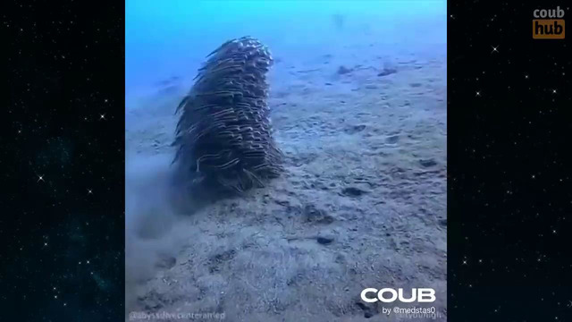 BEST COUB #27 Gif With Sound compilation by CoubHub