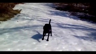 Собака очень рада снегу