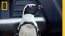 Penguin Braves a Busy City to Find His Family | Secrets of the Penguins | National Geographic