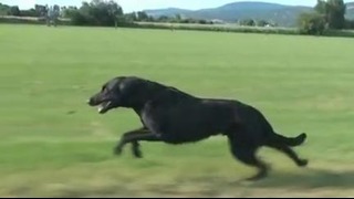Бег собаки в замедленной съемке