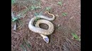 Змея прикинулась мёртвой