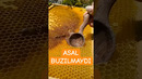 Asal buzilmaydi