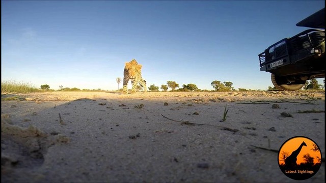 Леопард гуляет с GoPro