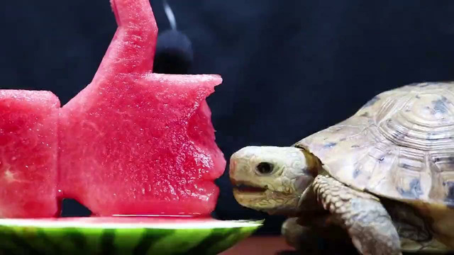 Черепаха ест ЛАЙК