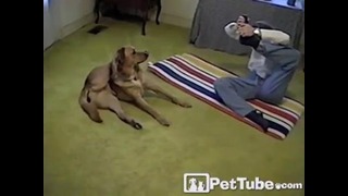 Собака+Хозяйка=Йога