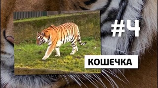 По факту — 10 милых фактов о КОТАХ