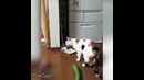 Кошки и огурец