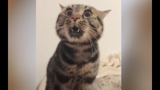 Кот говорит дай пожрать приколы с котами 2019 best