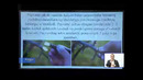 5 sinf. Madaniy o`simliklarning vegetativ ko`payishi