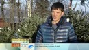 Живая eлка. Правила выбора: где и как