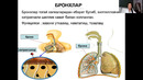 Ролик нафас