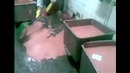 Видео дня:как делают колбасу