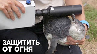Ценных пингвинов австралийского острова защищают от пожаров