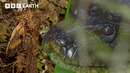A Giant 5 Metre Anaconda Leads To Nature’s Creepiest Discovery | Expedition Guyana | BBC Earth