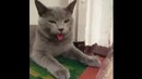 Котопес